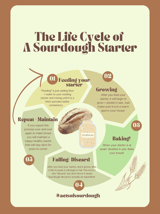 The Life Cycle of a Sourdough Starter, Simplified